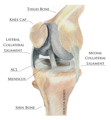 Articles and Publications | Meniscus Tears